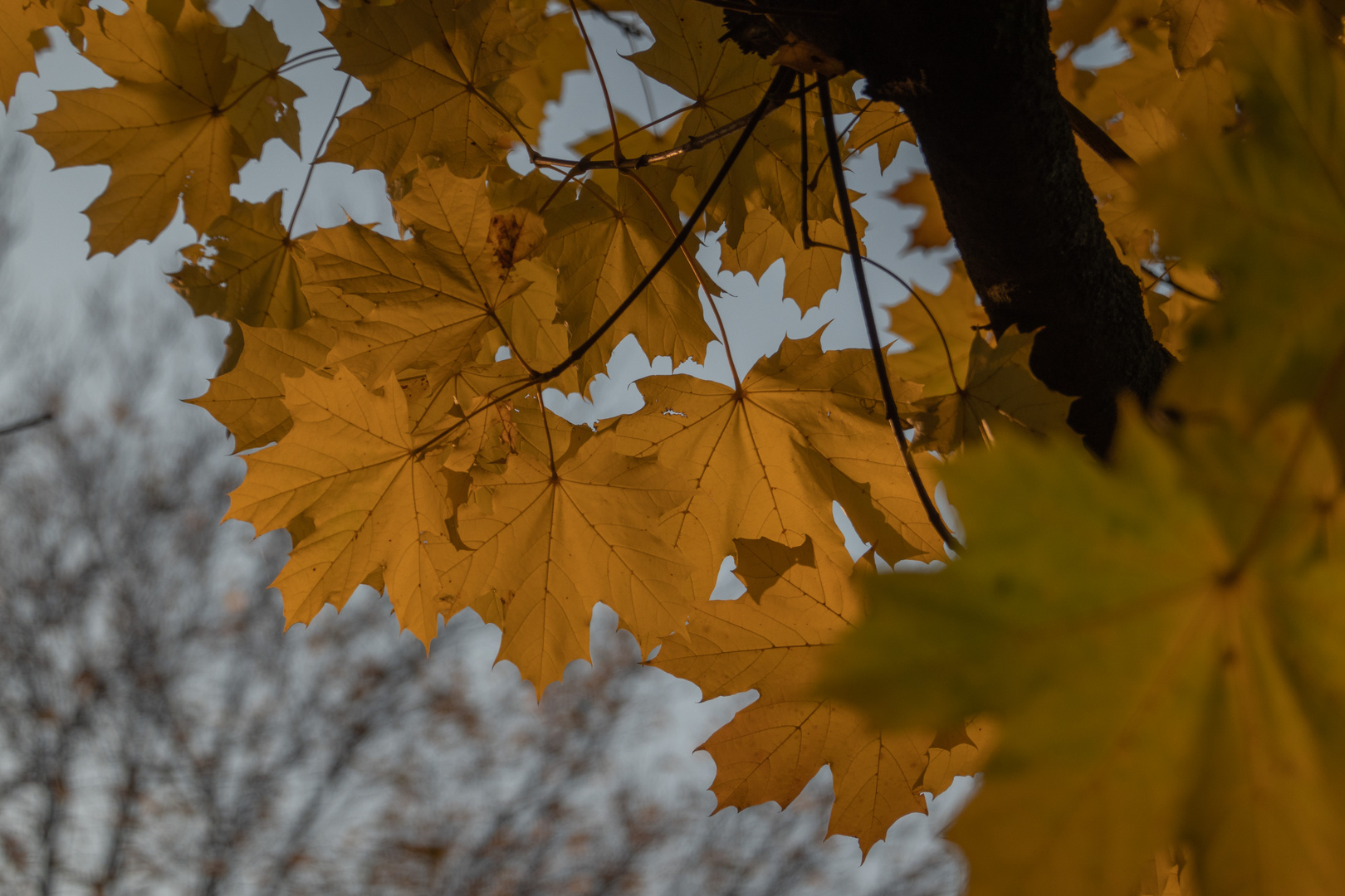 Blätter im Herbstlichen Abendlicht