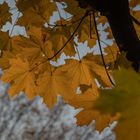 Blätter im Herbstlichen Abendlicht