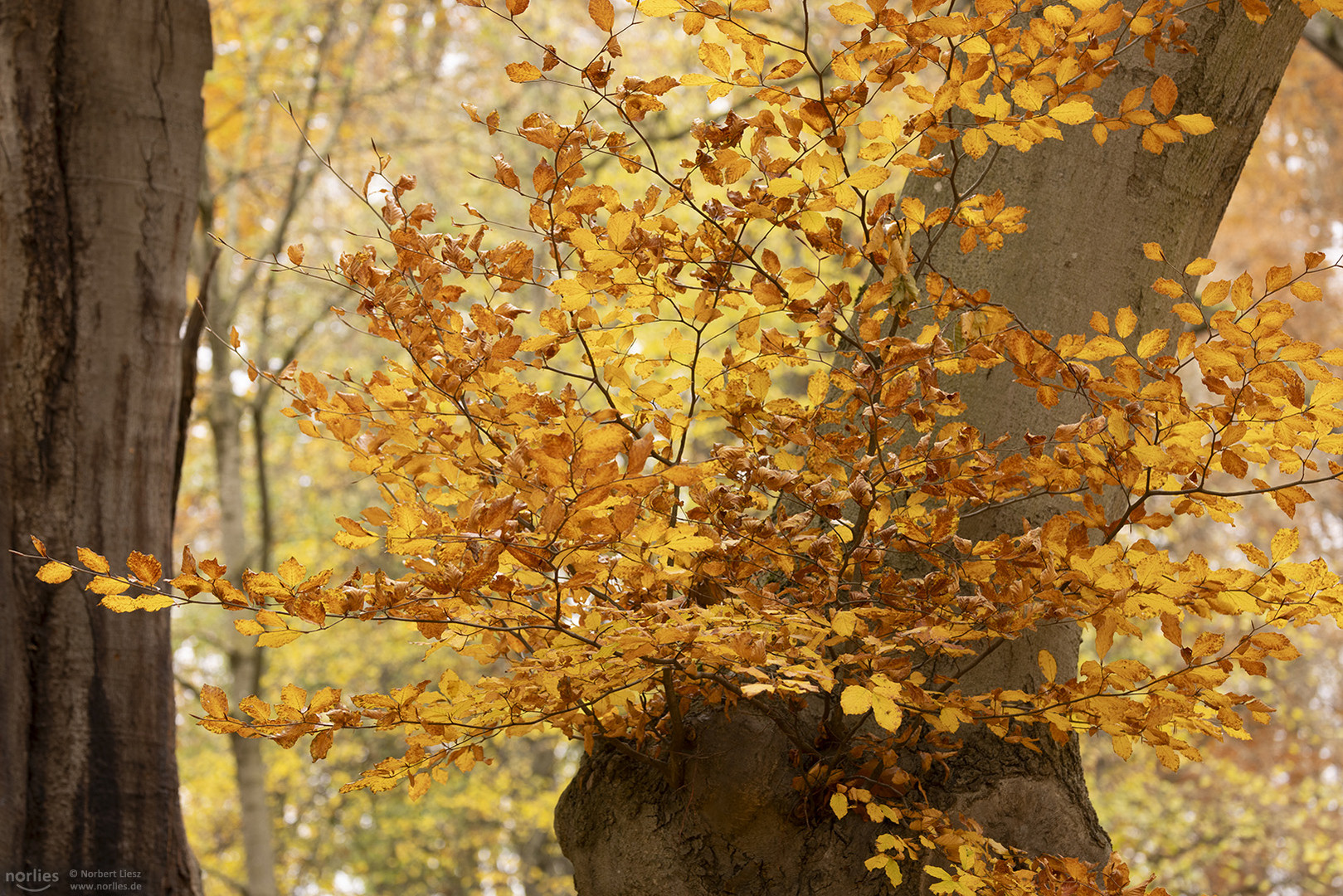 Blätter im Herbstlicht