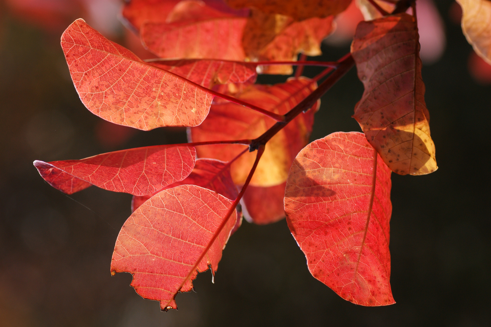 Blätter im Herbstlicht