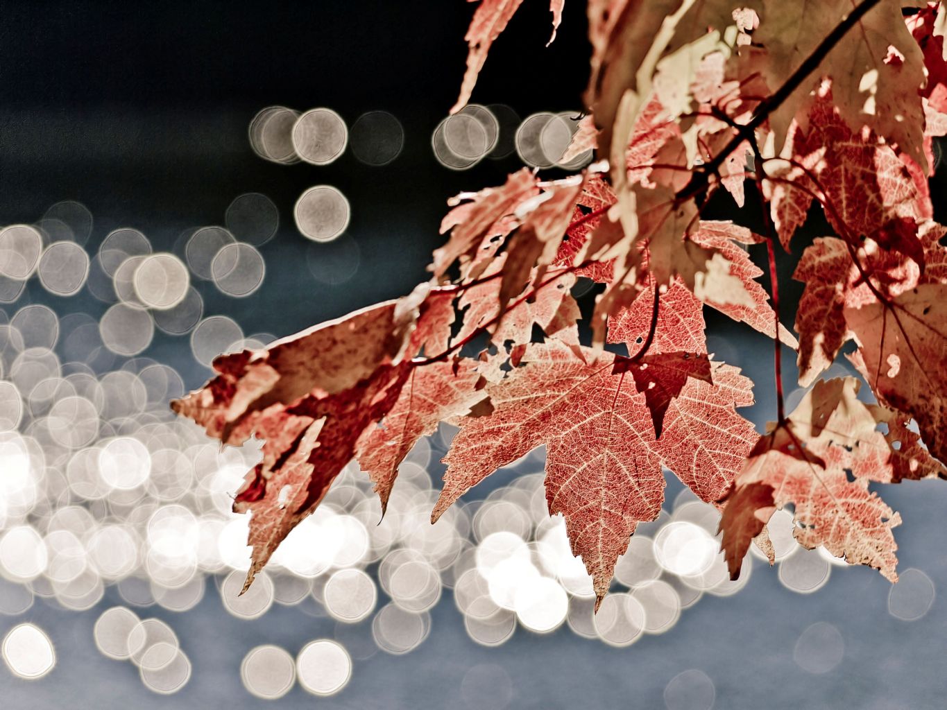 Blätter im Herbstlicht