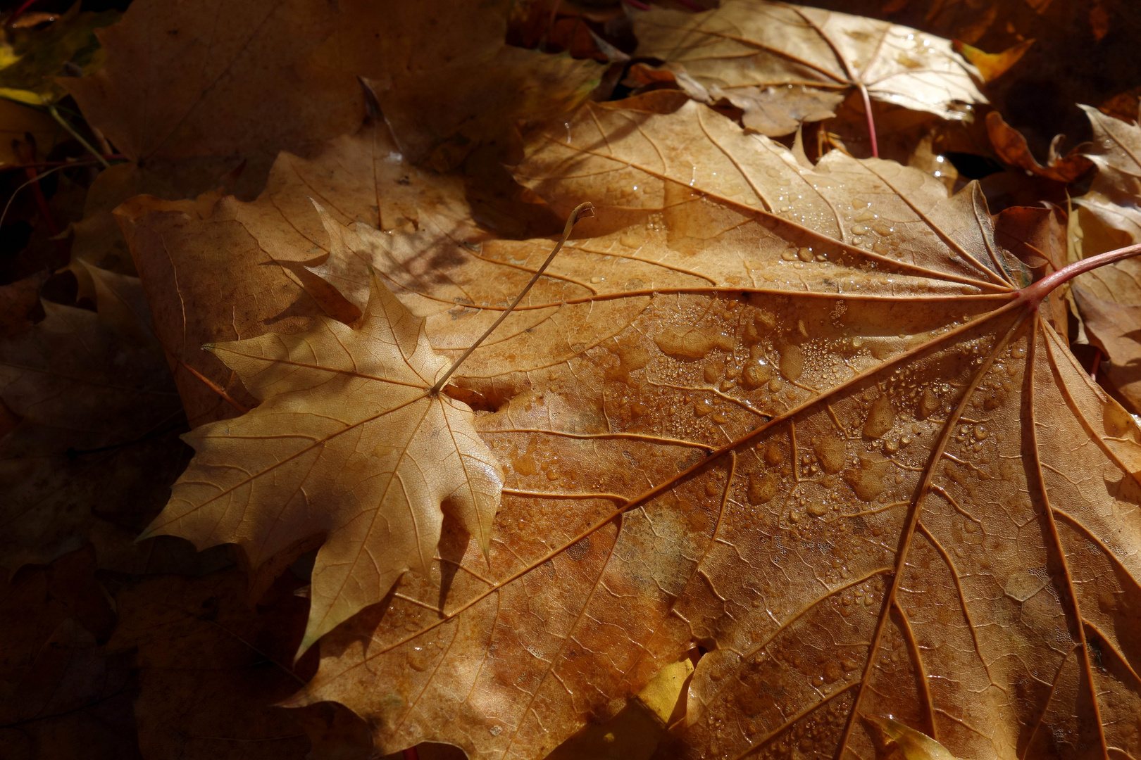 Blätter im Herbstlicht