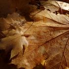 Blätter im Herbstlicht