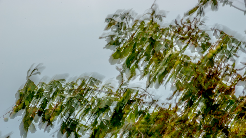 Blätter im Herbstwind . Ammersee, Herrsching, Bayern