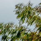 Blätter im Herbstwind . Ammersee, Herrsching, Bayern