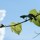 Blätter im Licht der Sonne