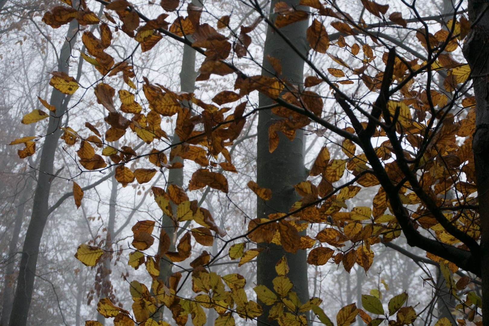 Blätter im Nebel 