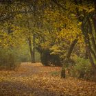 Blätter im Park