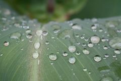 Blätter im Regen