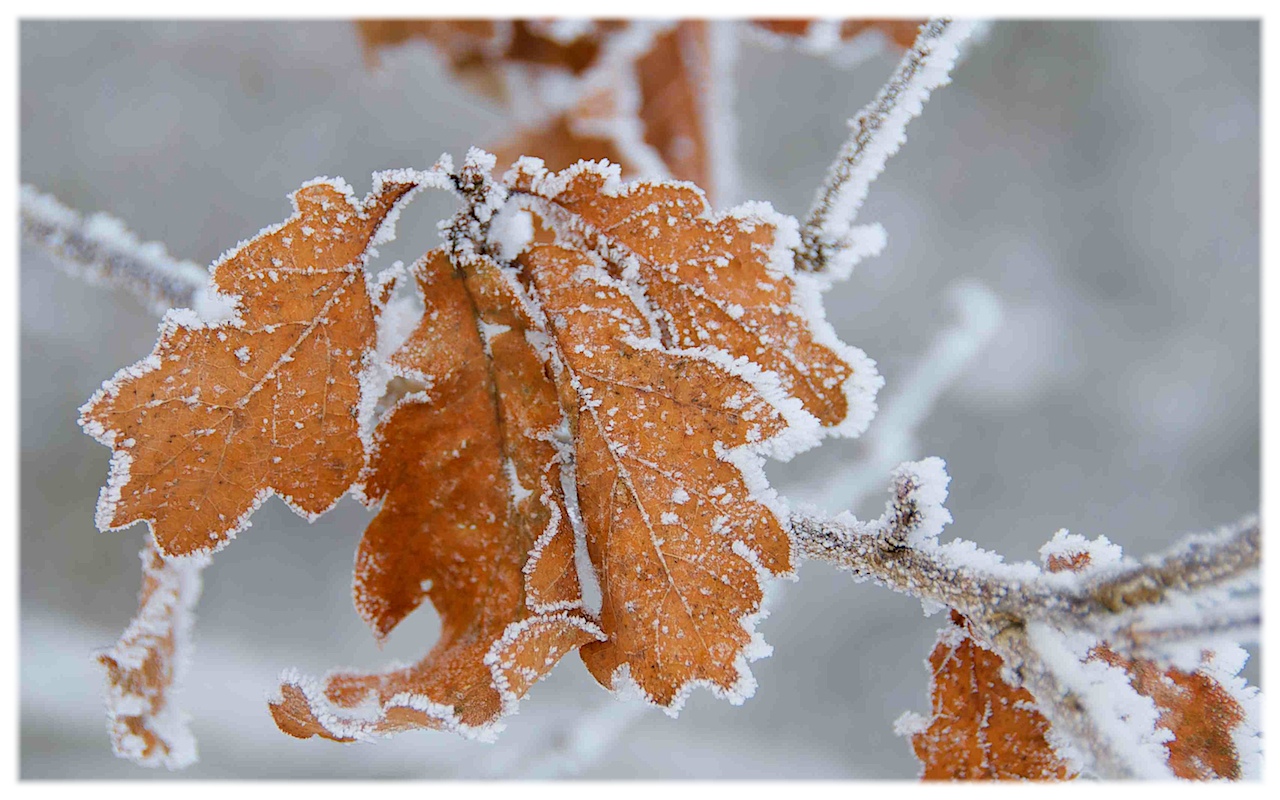 Blätter im Schnee