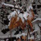 Blätter im Schnee