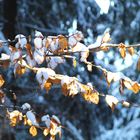 Blätter im Schnee