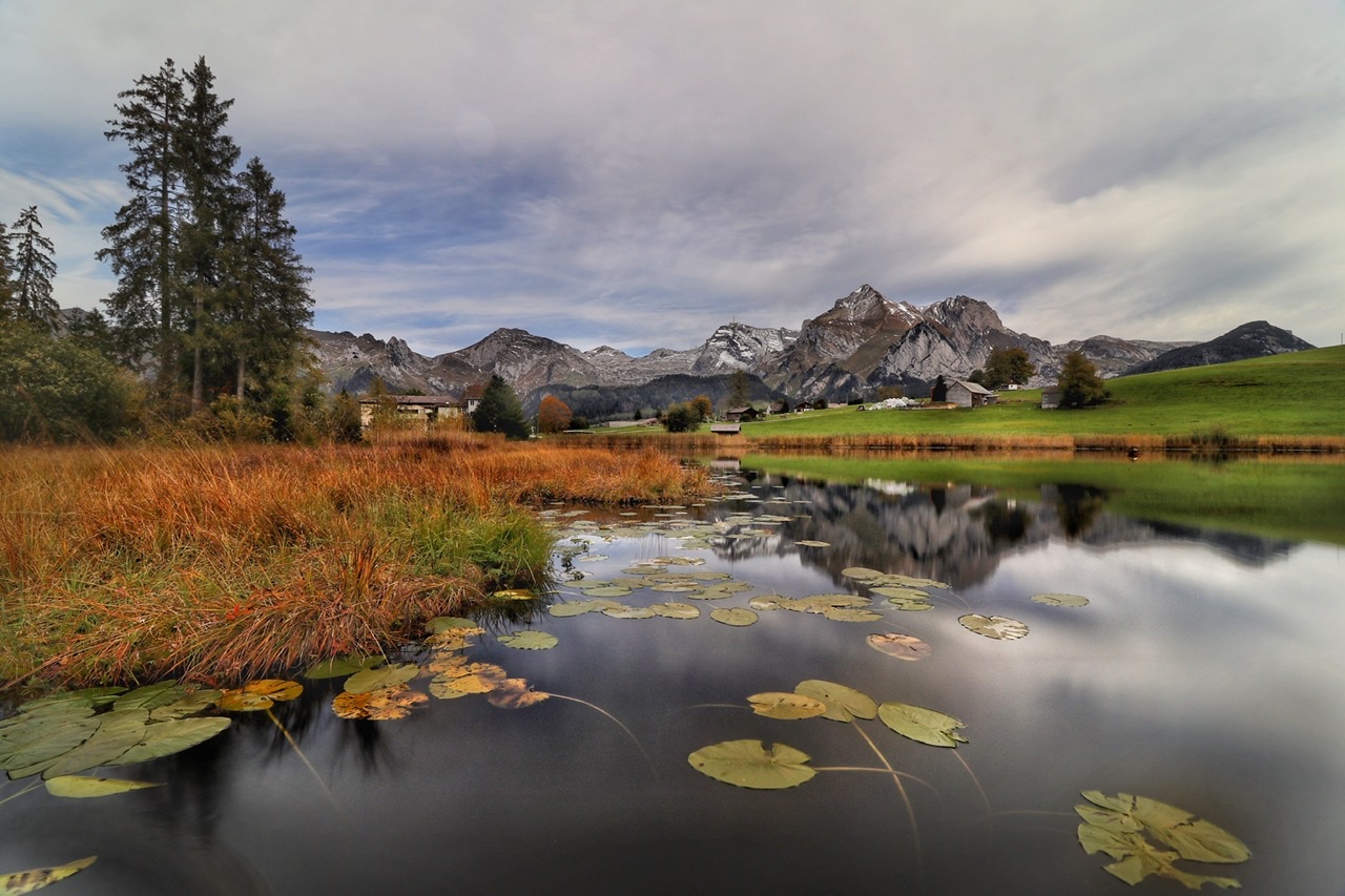 Blätter im See