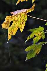 Blätter im Sonnenlicht