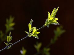 Blätter im Sonnenlicht