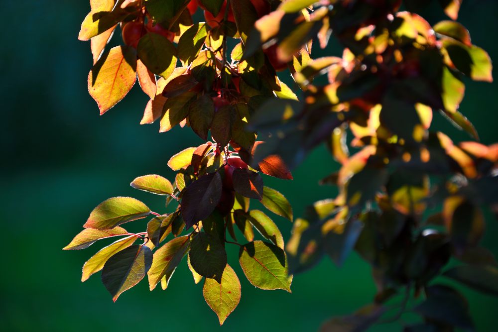 Blätter im Sonnenlicht