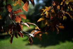Blätter im Sonnenlicht