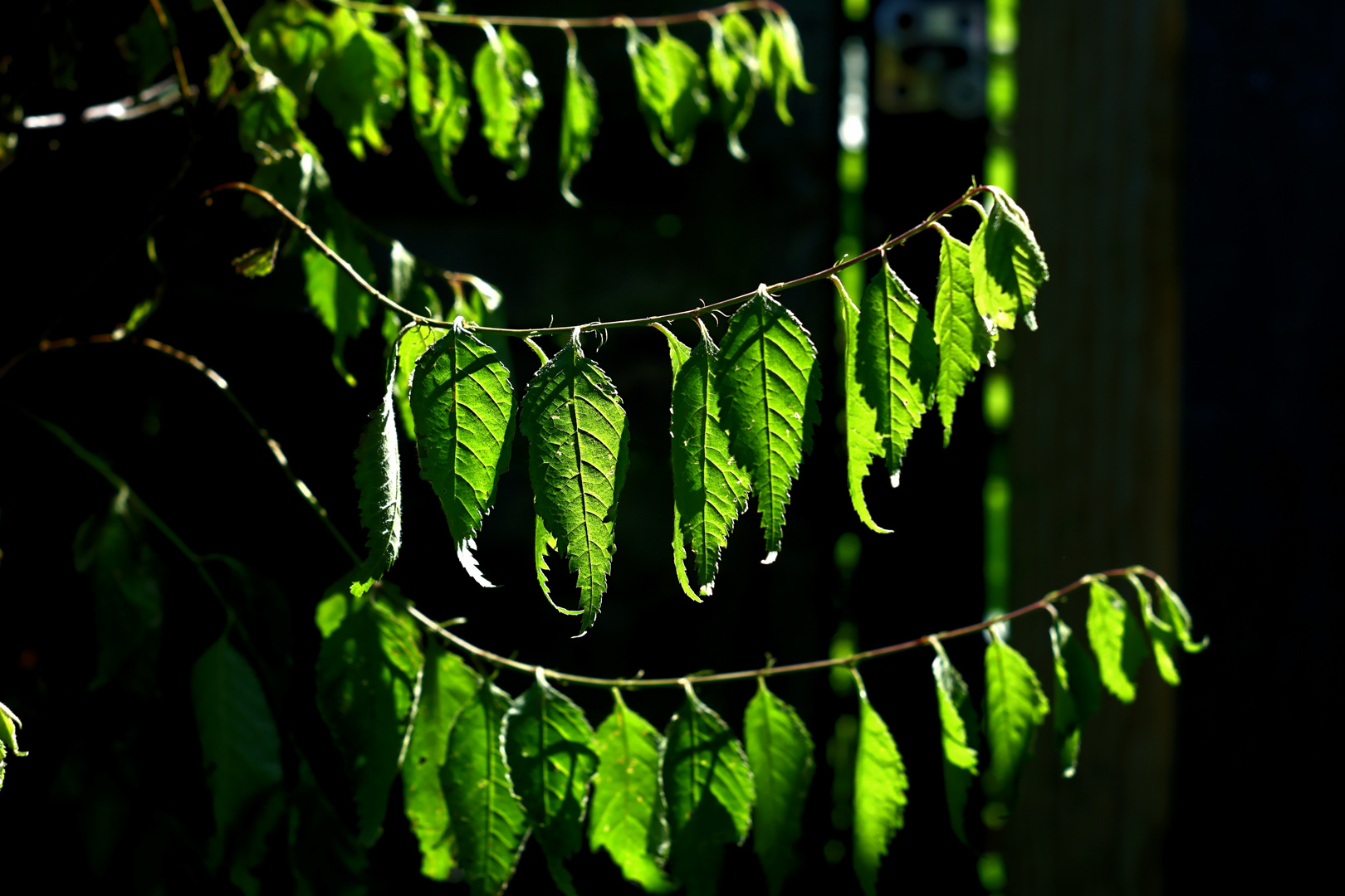 Blätter im Sonnenlicht