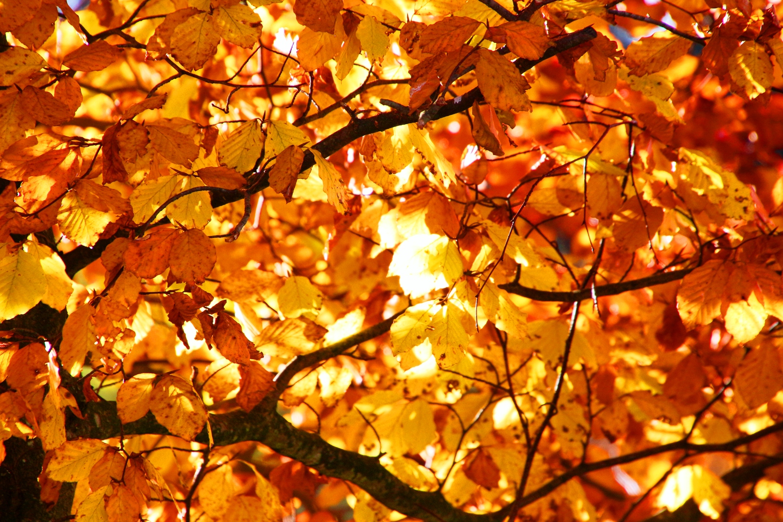 blätter im Sonnenlicht Herbst