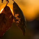 Blätter im Sonnenuntergang 