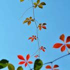 Blätter im Spätsommerlicht