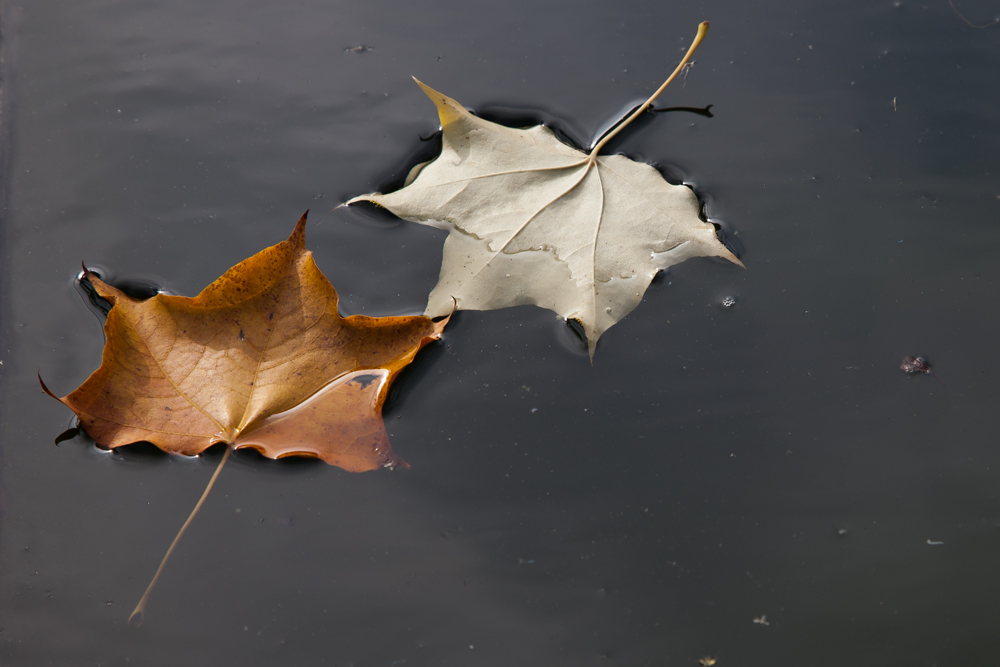 Blätter im Teich