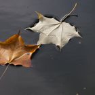 Blätter im Teich