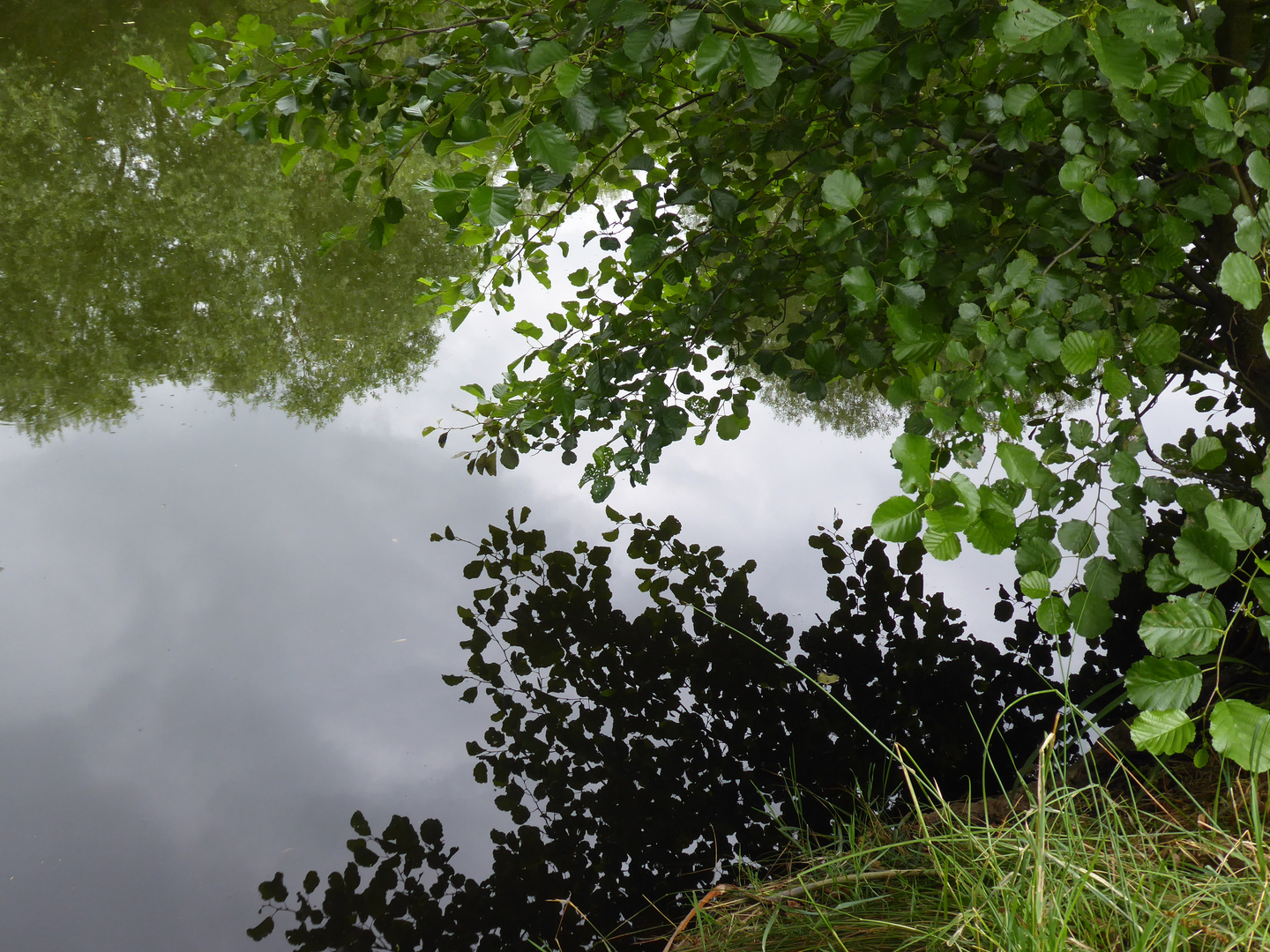 Blätter im Teich