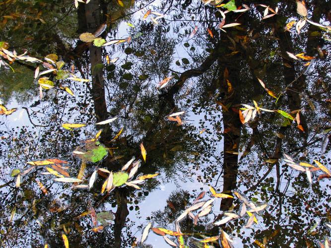 Blätter im Teich