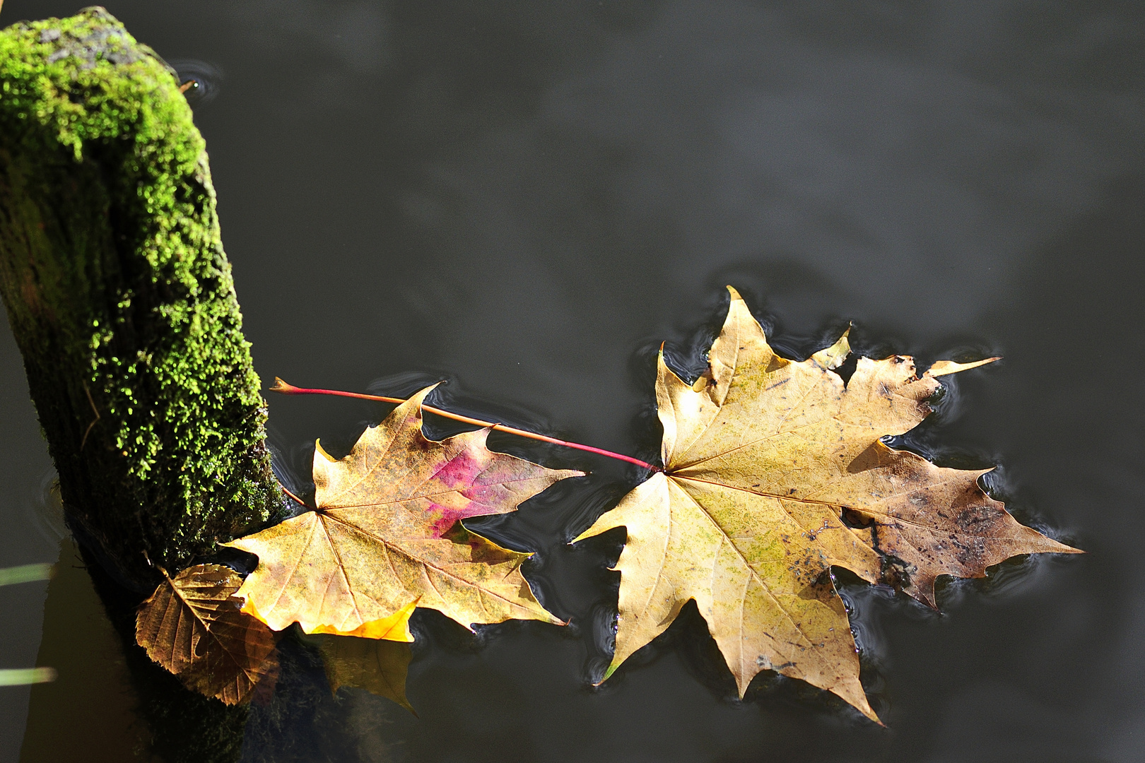 Blätter im Teich Foto & Bild teich, natur, herbst Bilder auf