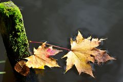 Blätter im Teich