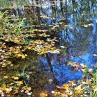Blätter im Teich