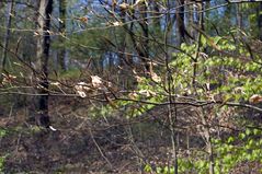 Blätter im Wald