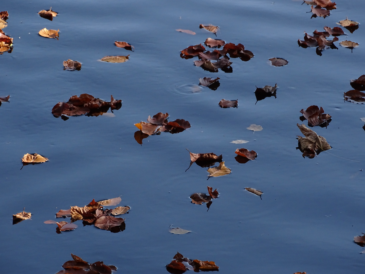 Blätter im Wasser