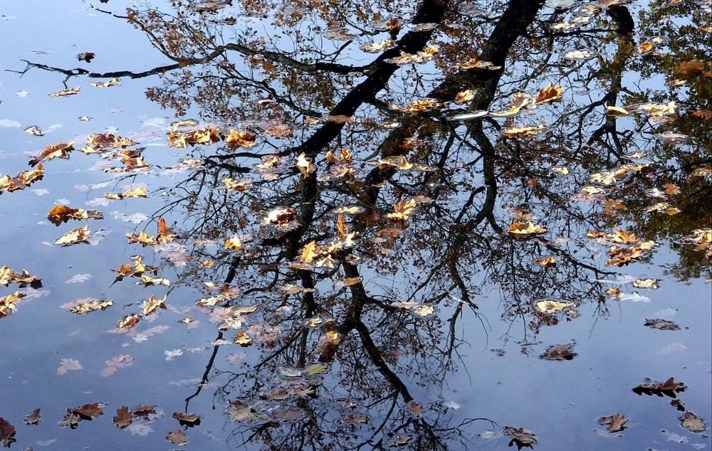 Blätter im Wasser