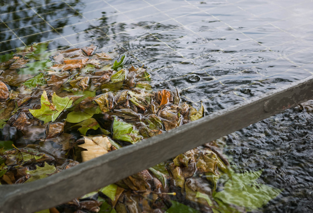 Blätter im Wasser I