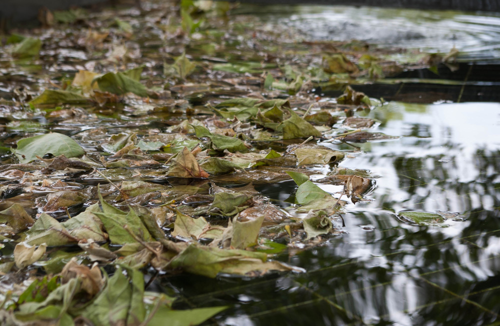 Blätter im Wasser II