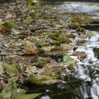 Blätter im Wasser II