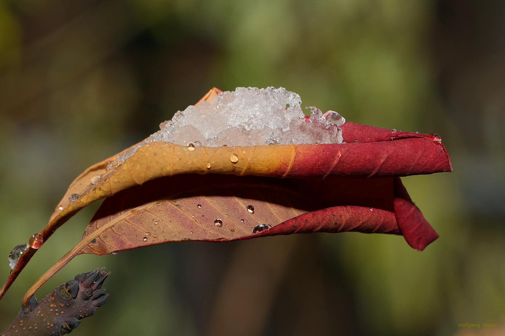 Blätter im Winter