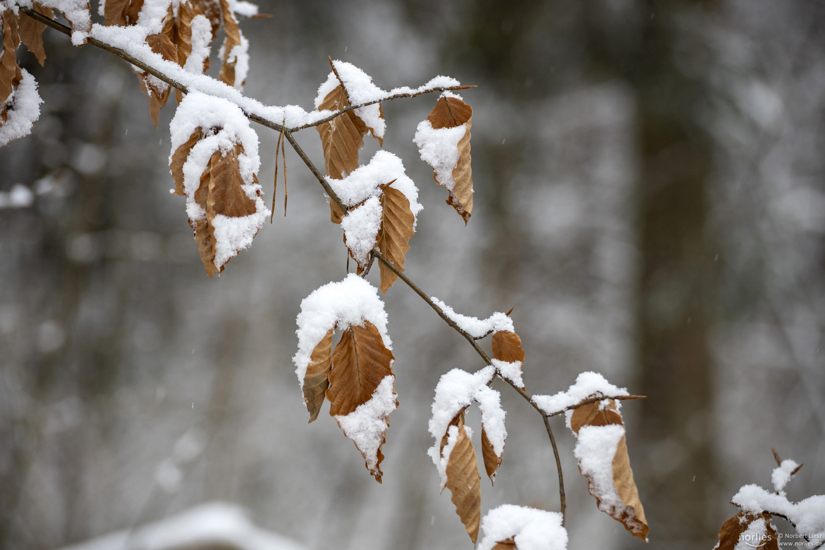 Blätter im Winter