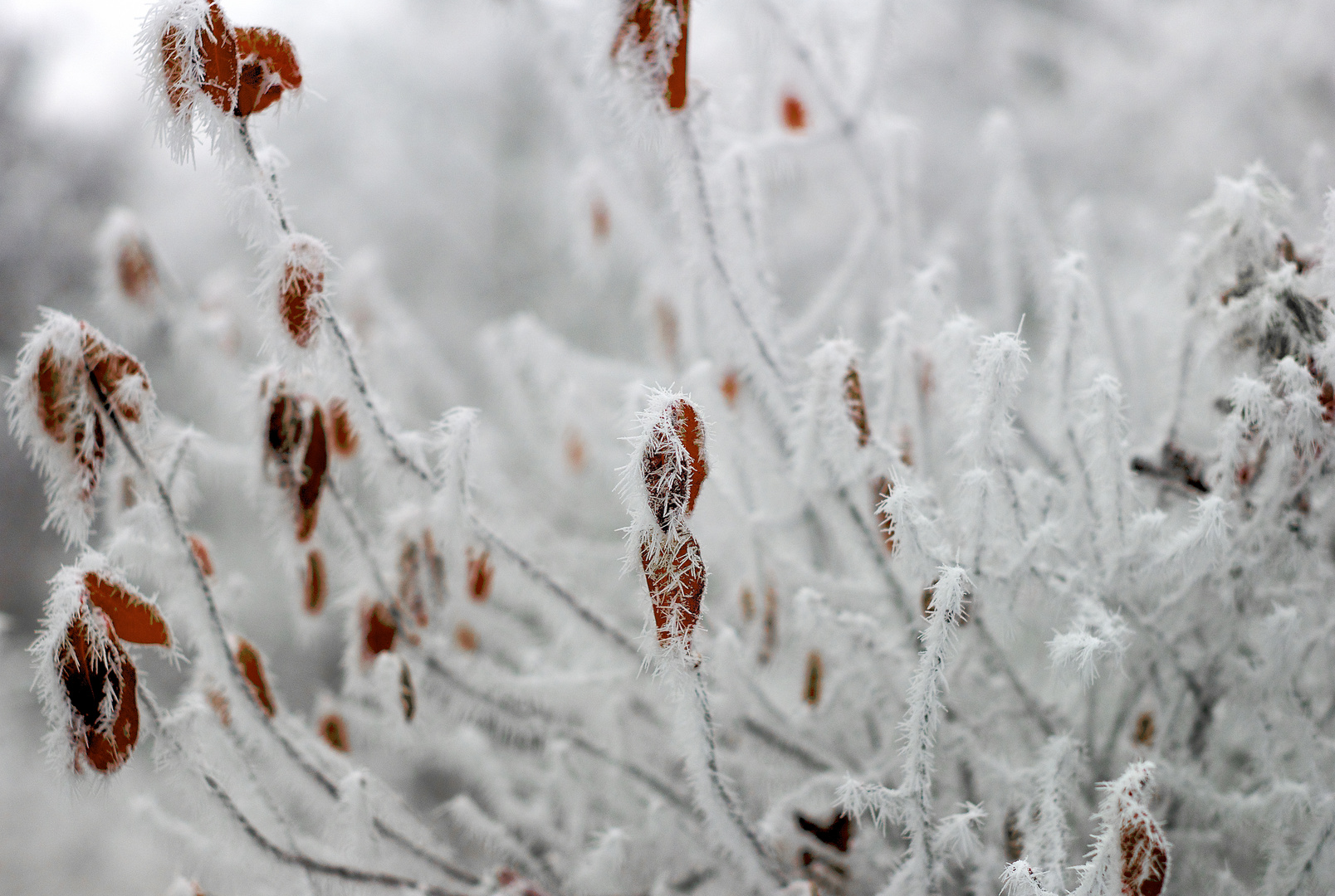 Blätter im Winter mit Raureif