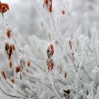 Blätter im Winter mit Raureif