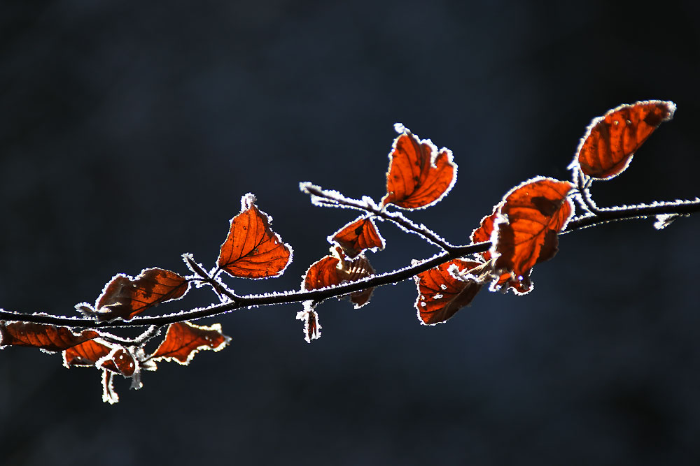 Blätter im winterlichen Raureif-Wald