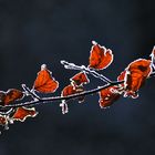 Blätter im winterlichen Raureif-Wald