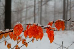 Blätter im Winterwald
