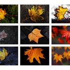 Blätter-Impressionen