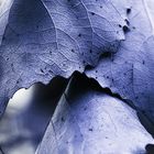 Blätter in Blau