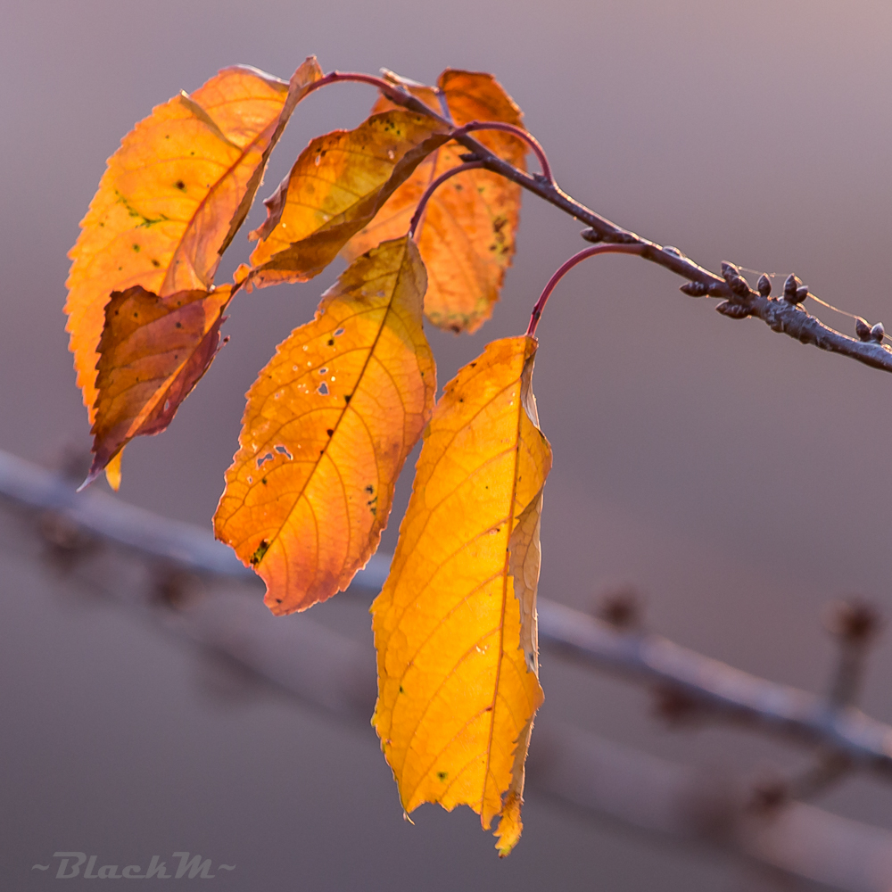 Blätter in der Abendsonne