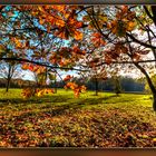 Blätter in der Herbstsonne