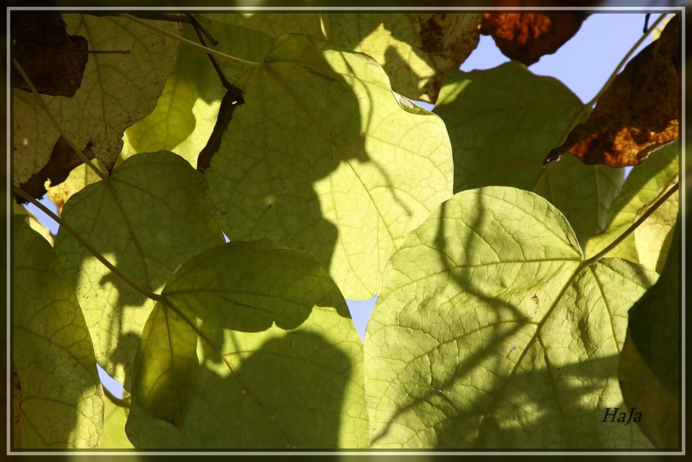 Blätter in der Herbstsonne,,,,